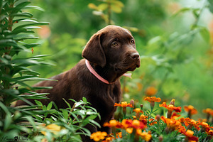 Labradori retriiver (3 foto / 4)