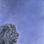 Joonistus “Lõvi” (foto #1)