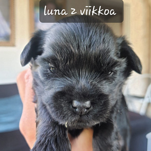 Yorkiepoo (3 valokuva sivusta 5)