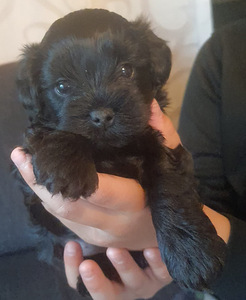 Yorkiepoo (2 valokuva sivusta 4)