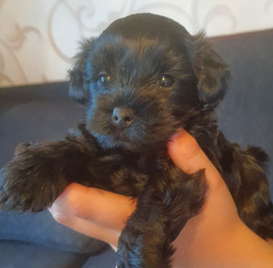 Yorkiepoo (3 valokuva sivusta 4)