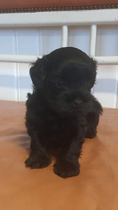 Yorkiepoo (4 valokuva sivusta 4)