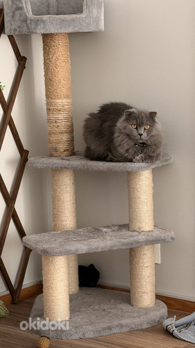 Scottish Fold