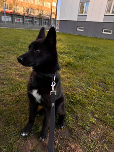 European Russian Laika (2 foto / 5)