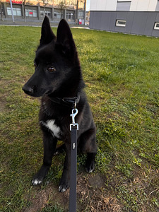 European Russian Laika (4 foto / 5)