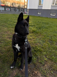 European Russian Laika (5 foto / 5)