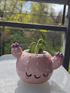 Opuntia (opuntia) (1 foto / 4)