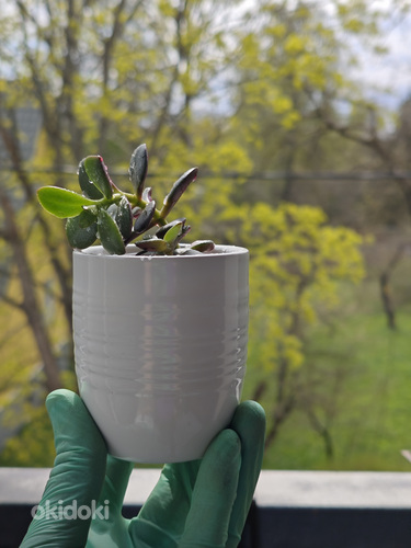 Krasula (Crassula)