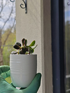 Крассула (Crassula) (4 фото из 5)