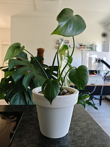 Monstera (Monstera) toataim (2 foto / 3)