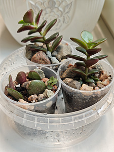 Krasula (crassula) toataim (1 foto / 2)