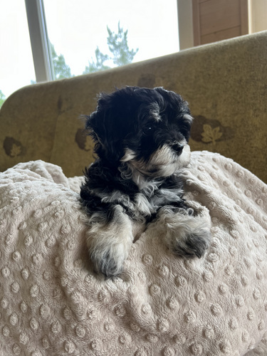 Maltipoo
