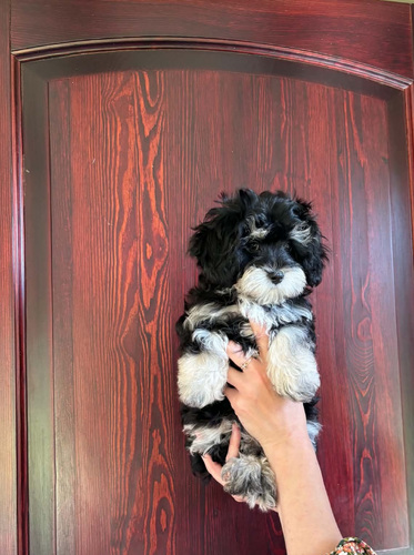 Maltipoo