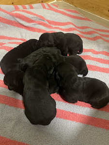 Labradorinnoutaja pentue (1 valokuva sivusta 3)