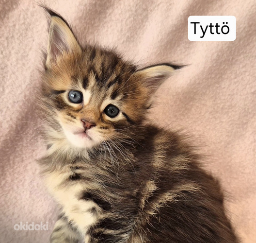 Maine coon – Kissanpennut