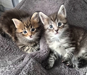 Maine coon – Kissanpennut (5 valokuva sivusta 8)