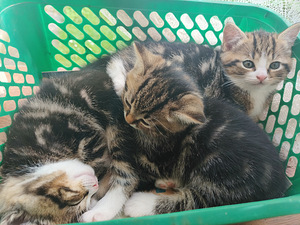 Oчаровательные котята! Кохтла-Ярве, Йыхви (4 фото из 4)