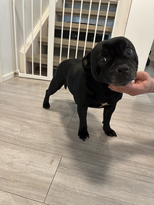 Staffordshirenbullterrieri (3 valokuva sivusta 3)