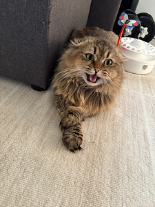 Scottish fold (4 valokuva sivusta 4)
