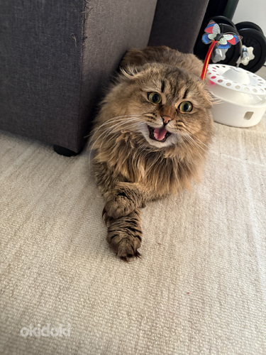 Scottish fold