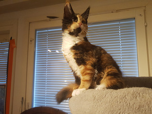 Maine Coon -tyttöpentu, 4 kuukautta (1 valokuva sivusta 4)