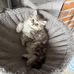 Котята (3 фото из 10)