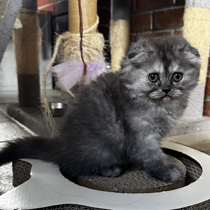 Котята (6 фото из 10)