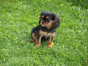 King Cavalier Charles Spanjel kodu ootel (2 foto / 2)