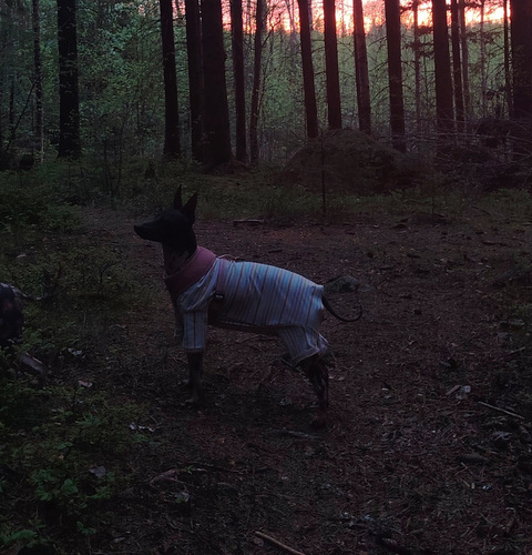 Etsitään sulhasta amerikankarvatonterrierille