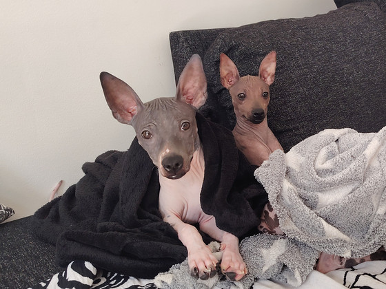 Amerikankarvatonterrierit