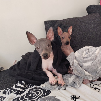 Amerikankarvatonterrierit