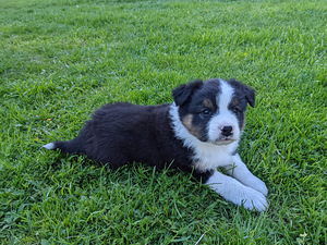 Border-Aussie-kutsikad (3 foto / 5)