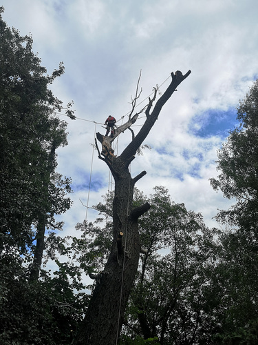 Puude langetamine ja pügamine. Arboristid. Tallinn ja Harjumaa