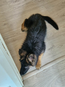 Saksanpaimenkoira narttu (2 valokuva sivusta 2)