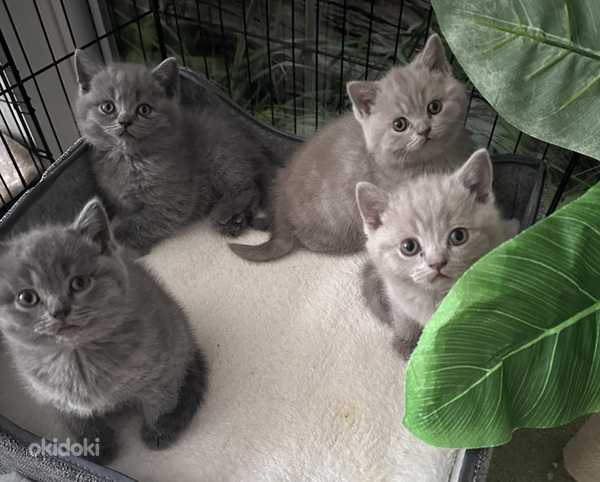 Brittiläiset kissanpennut