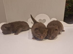 Brittiläiset kissanpennut (2 valokuva sivusta 4)