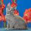 Русские голубые котята (фото #1)