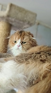 Котята (10 фото из 10)
