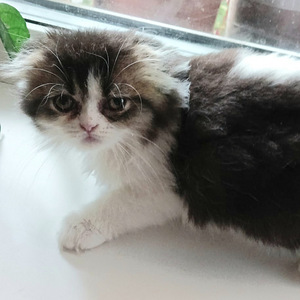 Котята Шотландские (6 фото из 9)
