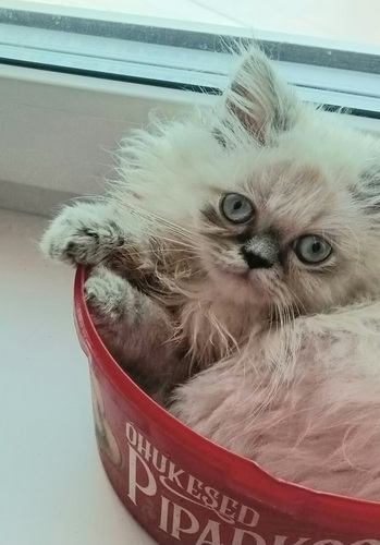 Котята