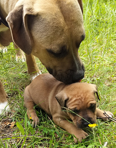 Rottweilermix pentuja (2 valokuva sivusta 3)