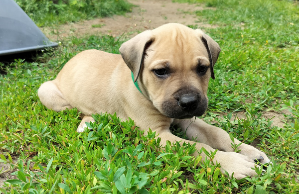 Rottweilermix pentuja