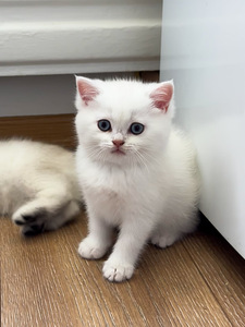 Котята-девочки британской породы (1 фото из 10)