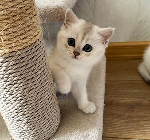 Котята-девочки британской породы (6 фото из 10)