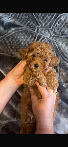 Maltipoo (3 foto / 3)