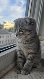 Skotu nokareno ausu kaķēni (9 foto no 9)