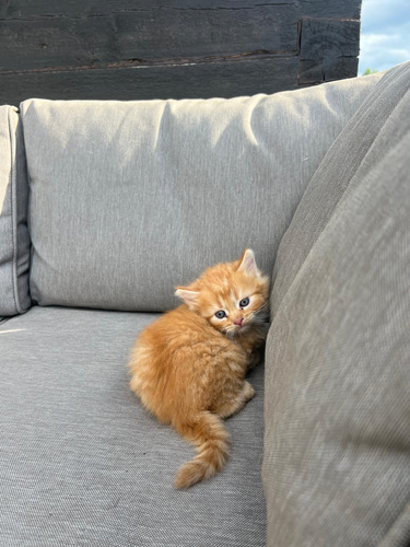 Кот