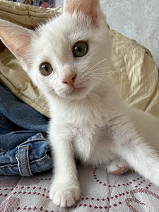 Kassipojad (2 foto / 6)