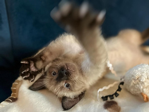 Сиамские котята (5 фото из 5)