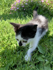Котёнок, девочка (4 фото из 6)
